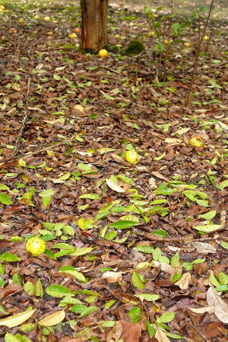 Guava diseases