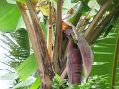 Emerging flower stalk