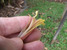 Male flower