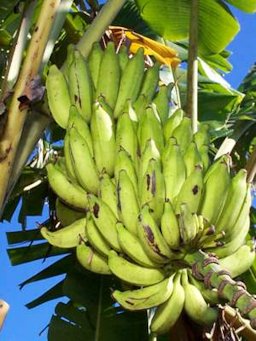 'Kunnan' banana