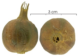 Rosenbergiodendron formosum mature fruit dried