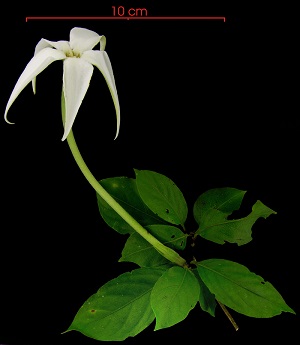 Flower and leaves