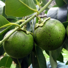 Black sapote