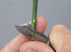 Finish of bud cutting