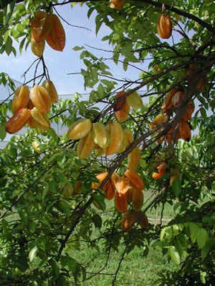 Ripe fruit