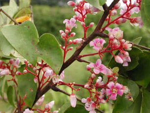 Inflorescence