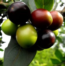 Carissa edulis, only ripe fruit is edible