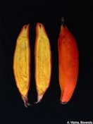 Fei banans often have orange-coloured flesh