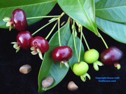 Fruit and seeds