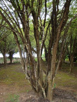 20 seeds delicious fruit plant plinia cauliflora bonsai tree family myrtaceae