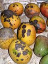 Anthracnose on fruit circular lesions