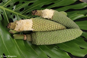 Monstera deliciosa