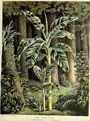 Musa paradisiaca L. [as Musa vittata W. Ackm. ex Rodigas]