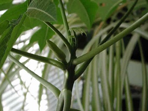 Another look at the flower buds that grow from the leaf axil