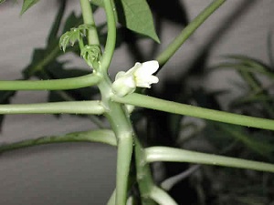 This is another view of the papaya tree flower.