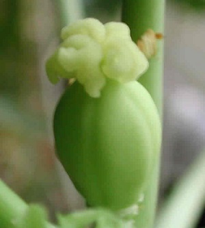 This is a closer look at newly developing papaya fruit.