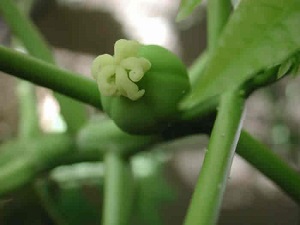 This is another view of the newly developing papaya fruit.