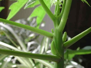 More flower buds began to develop in the upper leaf axils