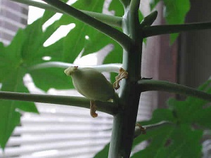 The swollen papaya ovaries never mature into fruit, because they have not been fertilized by the pollen from a male papaya flower