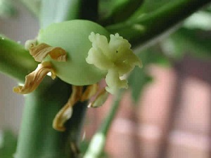 This is another look at the undeveloped papaya fruit.