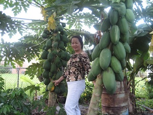 We let them fully ripen on the tree and harvest them when yellow.