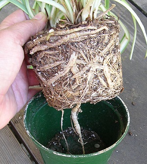 Root bound plant