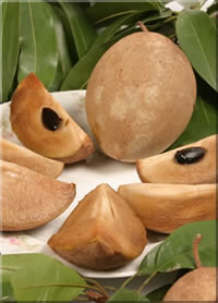 sapodilla