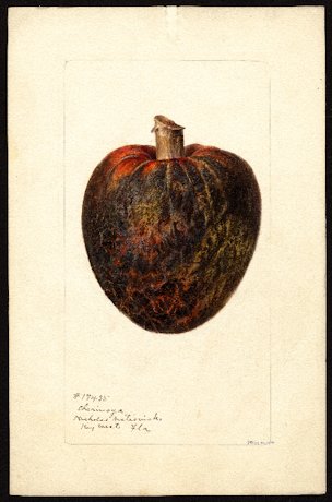 Annona cherimola Miller