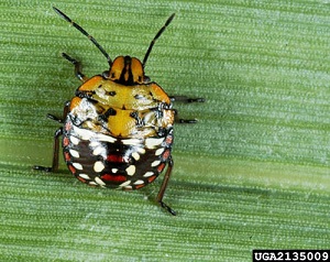 Fourth instar nymph of the southern green stink bug