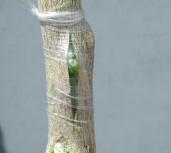 Bud wrapped with polyethylene tape