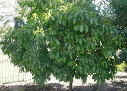 Abiu Pouteria caimito