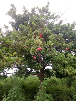 Ackee, Blighia sapida, Benin, Africa