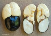Ripe akee seeds with their arils, one whole (dorsal view), one in longitudinal section