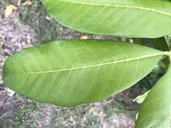 Ackee, Blighia sapida, Cuba