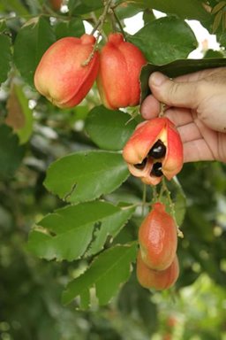 Non-mature (closed) ackee fruit and naturally split (awned) ackee fruit on the tree