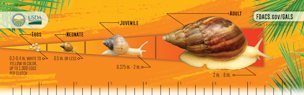 Lifecycle of Giant African Land Snail