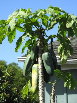 Vasconcellea x heilbornii (Babaco, mountain papaya), Fruit leaves, Piiholo, Maui, Hawaii