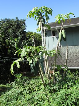 Vasconcellea x heilbornii (Babaco, mountain papaya), Fruiting habit, Piiholo, Maui, Hawai'i