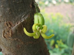 Relative of papaya. Babaco flowers showing cauliflory, emerging directly from the stem