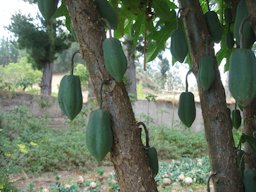 Relative of papaya.