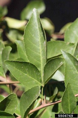 Bael (Aegle marmelos cv. Bael, trifoliate leaf