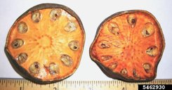 Indian bael (Aegle marmelos) (L.) Corr. Serr. Dried Botanical ID