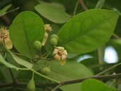 Bengal Quince Aegle marmelos, Kasavanahalli, Karnataka, India