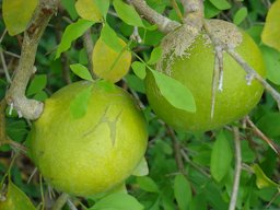 Close-up of a few mature but unripe fruits hanging from a Bael (Aegle marmelos / Rutaceae) tree