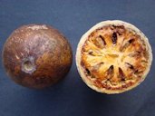 An over-ripe whole Bael (Aegle marmelos / Rutaceae) fruit at left is shown with a horizontally cut section (right) of another Bael fruit