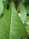 Bael (Aegle marmelos cv. Bael) leaf margin