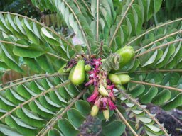 verrhoa bilimbi (Bilimbi, cucumber tree), Fruit and flowers, Waihee, Maui, Hawai'i