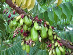 Averrhoa bilimbi (Bilimbi, cucumber tree), Fruit and flowers, Waihee, Maui, Hawai'i