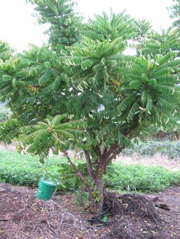 Averrhoa bilimbi (Bilimbi, cucumber tree), Habit, Waihee, Maui, Hawai'i