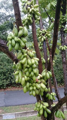 Averrhoa bilimbi. Common name: Cucumber Tree. Belimbing Wuluh (Indonesia)